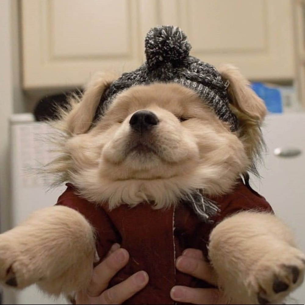 Meet your Posher, Kelsey